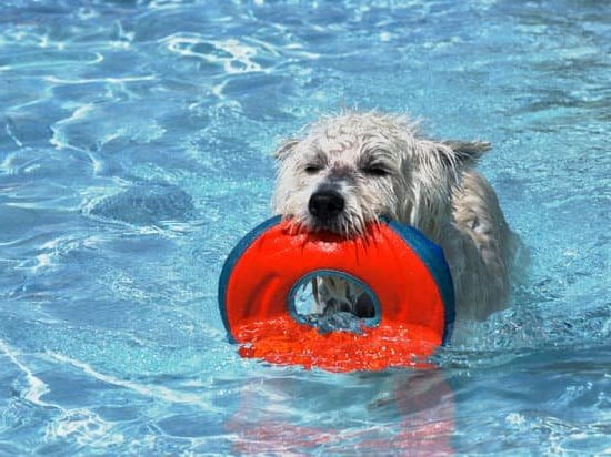 How To Get Dog Trained As A Therapy Dog 1 How To Get Dog Trained As A Therapy Dog