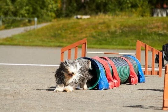 How To Get Therapy Dog Training How To Get Therapy Dog Training