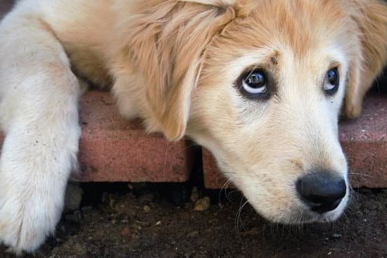 How To Get Your Dog To Use Training Pads How To Get Your Dog To Use Training Pads