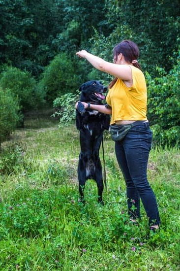 How To Get Your Dog Trained For Emotional Support How To Get Your Dog Trained For Emotional Support