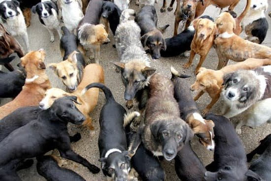 How To Get Your Puppy Trained As A Service Dog