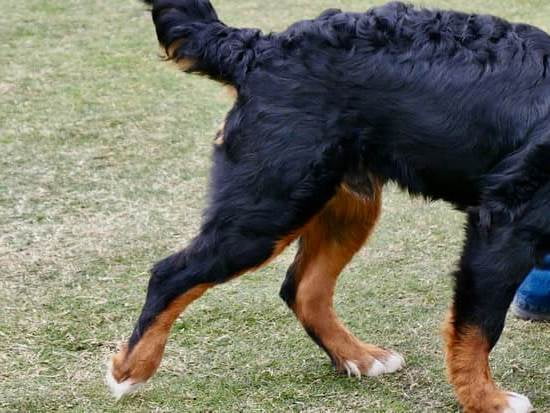 How To House Train A Dog In 6 Days 1 How To House Train A Dog In 6 Days