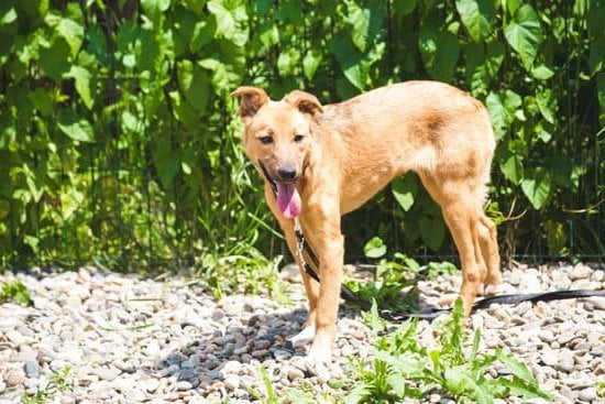 How To House Train A Dog In An Apartment