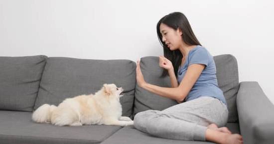 How To House Train An Older Dog Video How To House Train An Older Dog Video