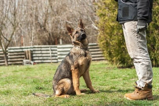 How To House Train An Older Male Dog How To House Train An Older Male Dog