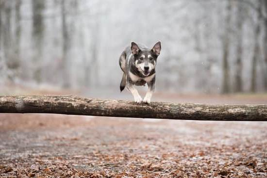 How To Potty Pad Train Your Dog How To Potty Pad Train Your Dog