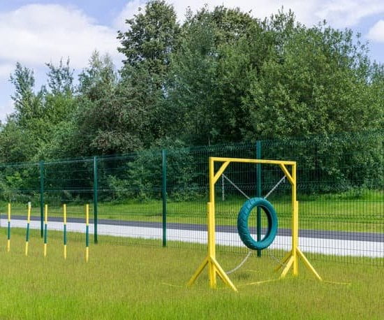 How To Potty Train A Blind Dog How To Potty Train A Blind Dog