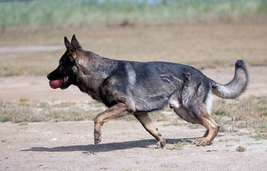 How To Potty Train A Dog With A Bell