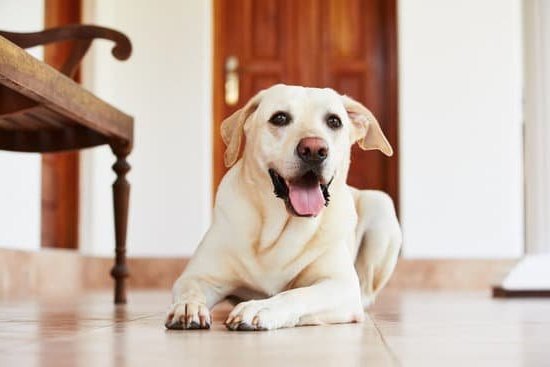 How To Potty Train A Dog Without A Crate How To Potty Train A Dog Without A Crate