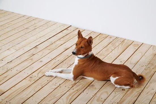 How To Potty Train A Dumb Dog