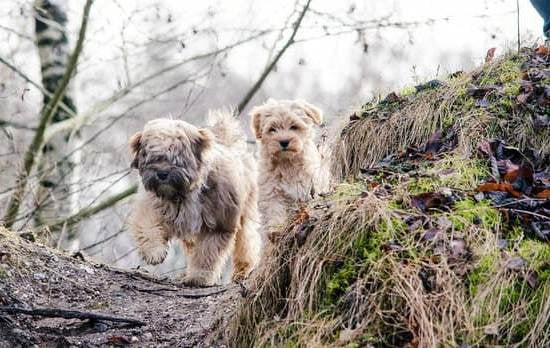 How To Potty Train A Female Dog How To Potty Train A Female Dog