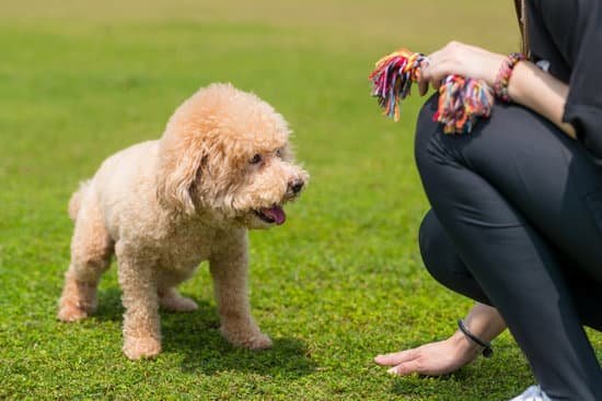 How To Potty Train A Young Dog How To Potty Train A Young Dog