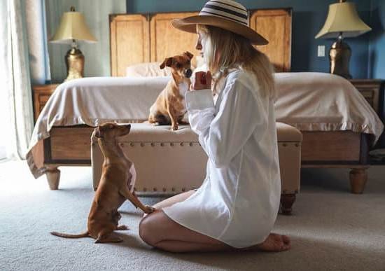How To Potty Train An Abused Dog How To Potty Train An Abused Dog