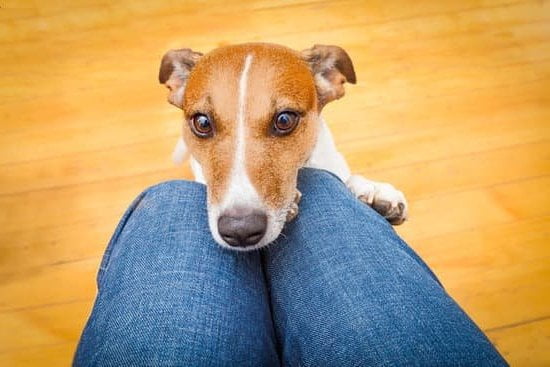 How To Potty Train An Older Dog In An Apartment How To Potty Train An Older Dog In An Apartment