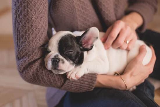How To Potty Train My Dog In An Apartment How To Potty Train My Dog In An Apartment