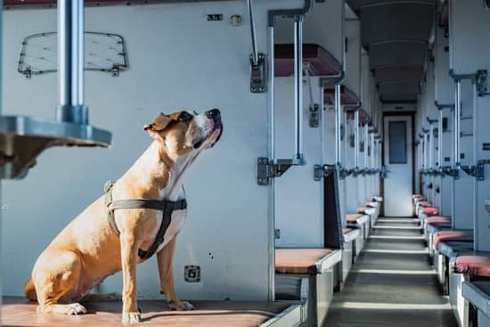 How To Potty Train Your Dog When You Work How To Potty Train Your Dog When You Work