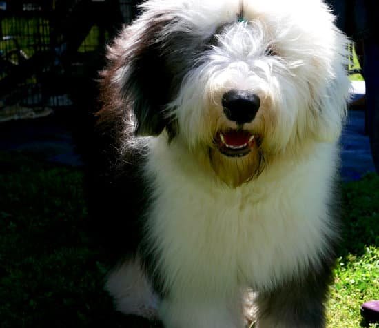 How To Potty Train Your Dog With A Bell How To Potty Train Your Dog With A Bell