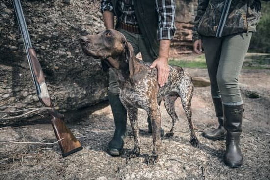 How To Properly Train A Dog Using A Shock Collar How To Properly Train A Dog Using A Shock Collar