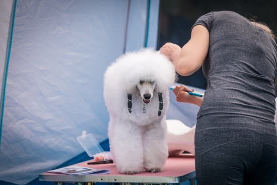 How To Re Potty Train A Dog 1 How To Re Potty Train A Dog