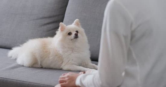 How To Service Dog Training