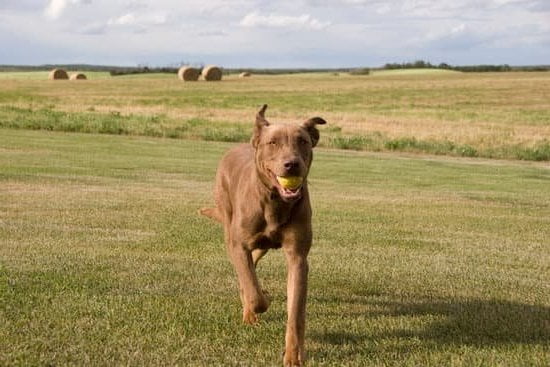 How To Service Train Your Dog