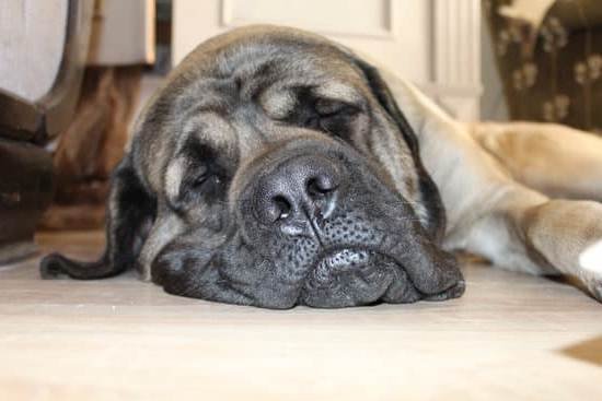 How To Start Training A Dog For Agility How To Start Training A Dog For Agility