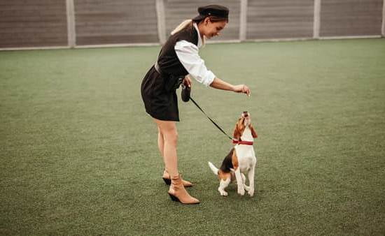 How To Start Training A Therapy Dog How To Start Training A Therapy Dog