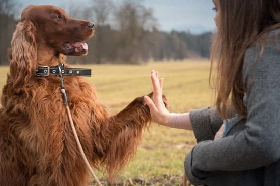 How To Train A Deaf Dog Not To Bark 1 How To Train A Deaf Dog Not To Bark