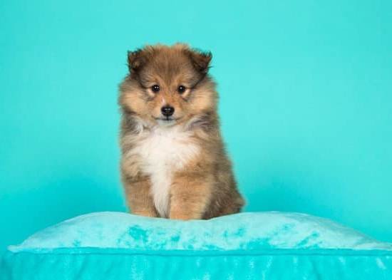 How To Train A Dog For Separation Anxiety 1 How To Train A Dog For Separation Anxiety