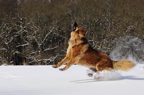 How To Train A Dog Stop Biting