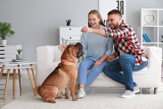 How To Train A Dog That Barks At Strangers 1 How To Train A Dog That Barks At Strangers