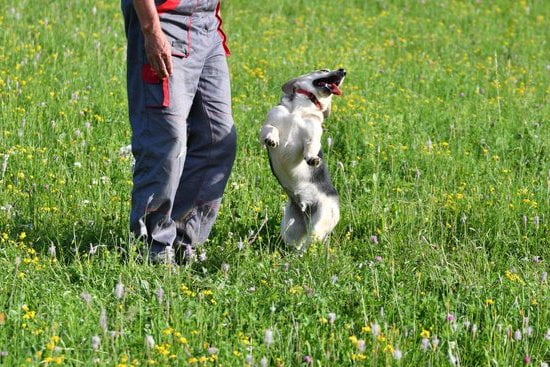 How To Train A Dog That'S Not Treat Motivated How To Train A Dog That’S Not Treat Motivated