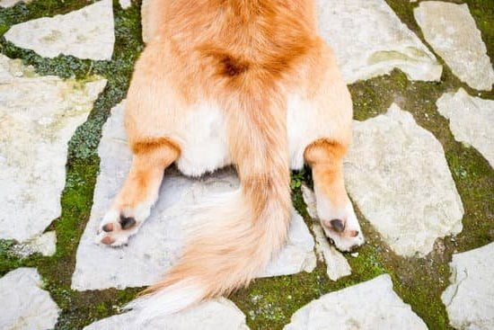 How To Train A Dog To Bark Less How To Train A Dog To Bark Less