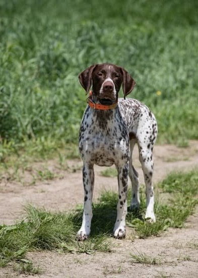 How To Train A Dog To Be A Guard Dog How To Train A Dog To Be A Guard Dog