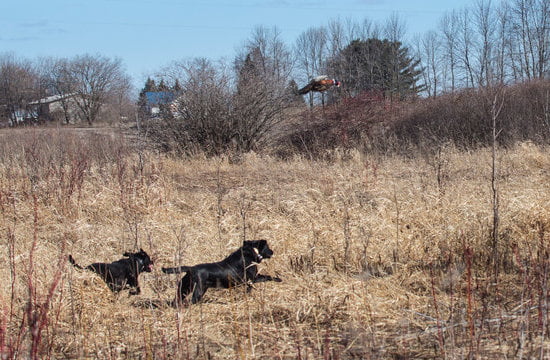 How To Train A Dog To Guard An Object