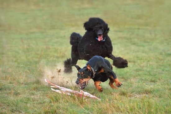 How To Train A Dog To Stop Chewing Things Up 1 How To Train A Dog To Stop Chewing Things Up
