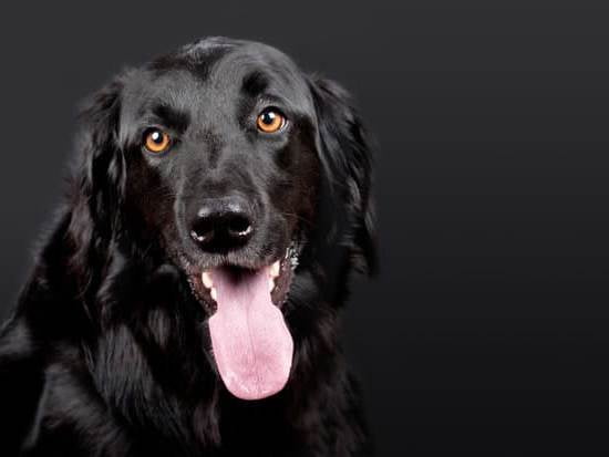 How To Train A Dog To Stop Humping 1 How To Train A Dog To Stop Humping