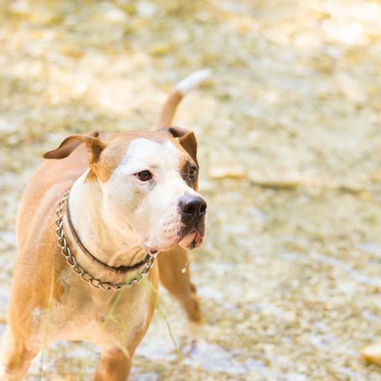 How To Train A Dog To Stop Leash Pulling How To Train A Dog To Stop Leash Pulling