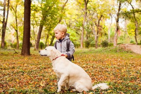 How To Train A Dog To Use Pee Pads