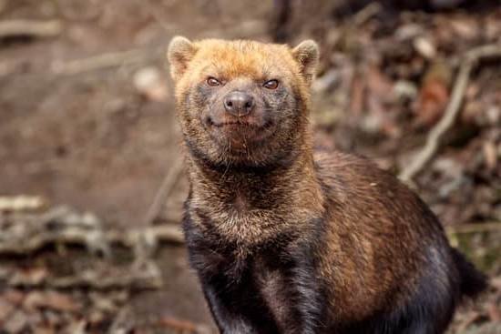 How To Train A Dog With A Bark Collar 1 How To Train A Dog With A Bark Collar