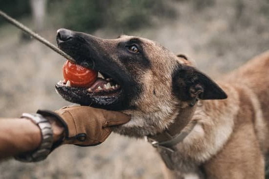 How To Train A Dog With A Remote Shock Collar How To Train A Dog With A Remote Shock Collar