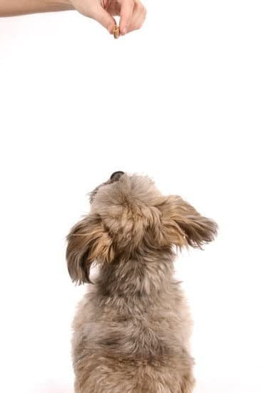 How To Train A Dog With Puppy Pads