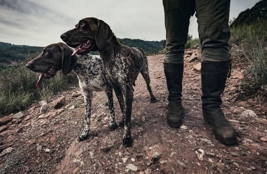How To Train A Guard Dog 1 How To Train A Guard Dog