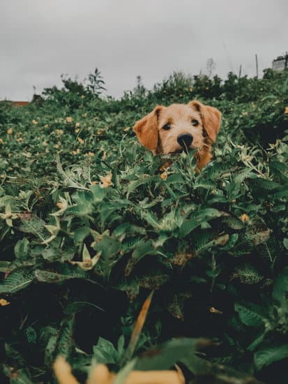 How To Train A Kennel Dog For The House 1 How To Train A Kennel Dog For The House