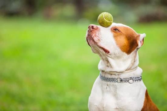 How To Train A Possessive Aggressive Dog