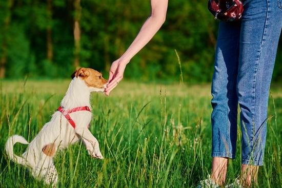 How To Train A Puppy Not To Bite Other Dogs How To Train A Puppy Not To Bite Other Dogs