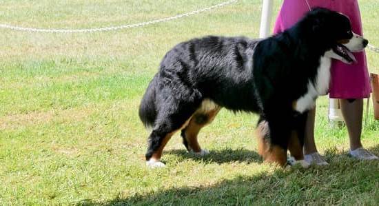How To Train A Puppy To Use A Dog Door 1 How To Train A Puppy To Use A Dog Door