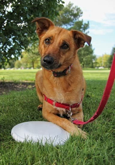 How To Train A Puppy With Another Dog How To Train A Puppy With Another Dog