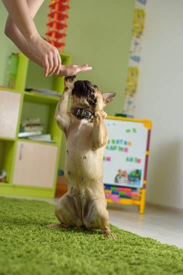 How To Train A Sled Dog At Home