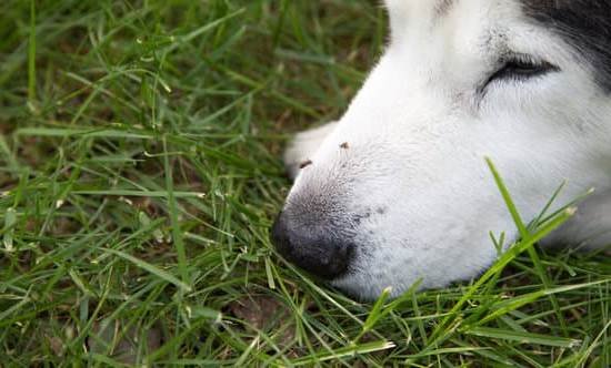 How To Train An Australian Cattle Dog Puppy How To Train An Australian Cattle Dog Puppy